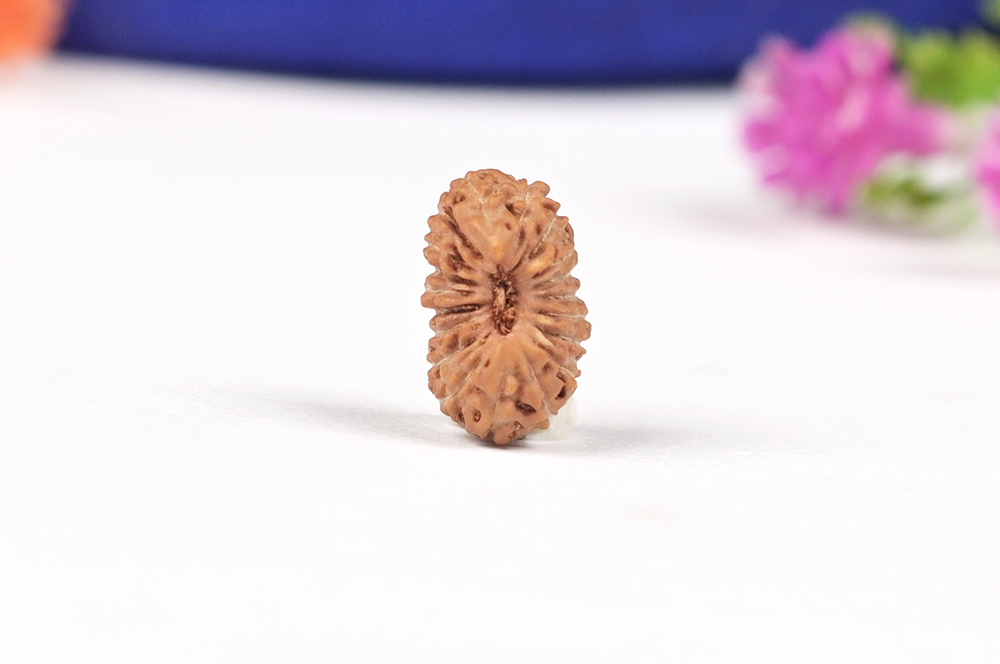 Nineteen Mukhi from Java Indonesia Small