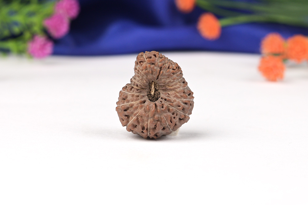 Collector 19 Mukhi from Java