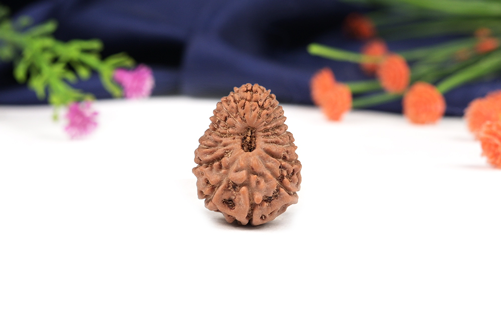 Seventeen Mukhi from Java Indonesia