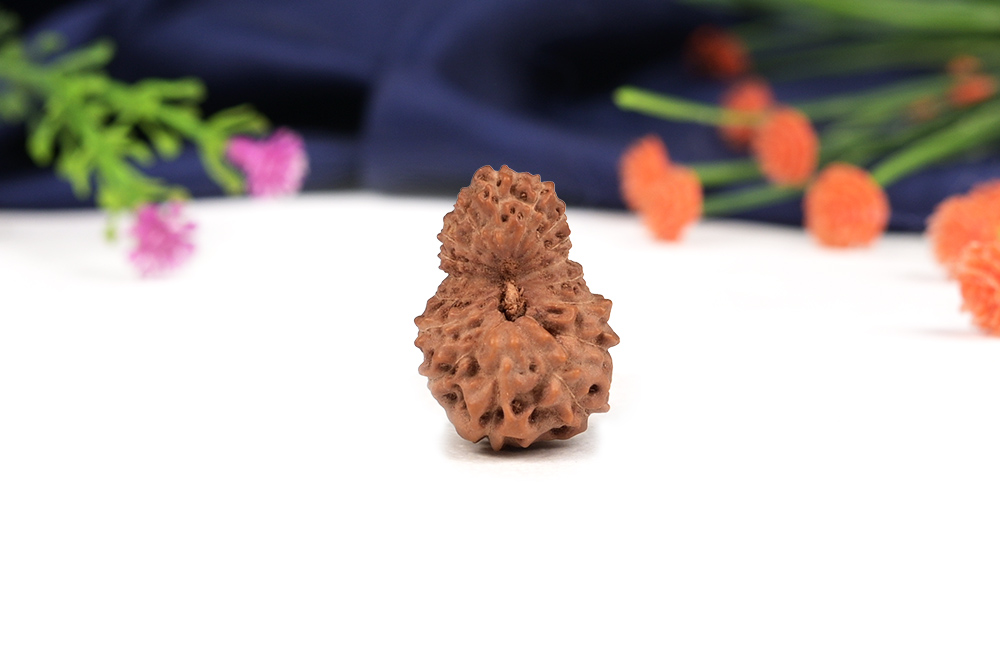 Seventeen Mukhi from Java Indonesia