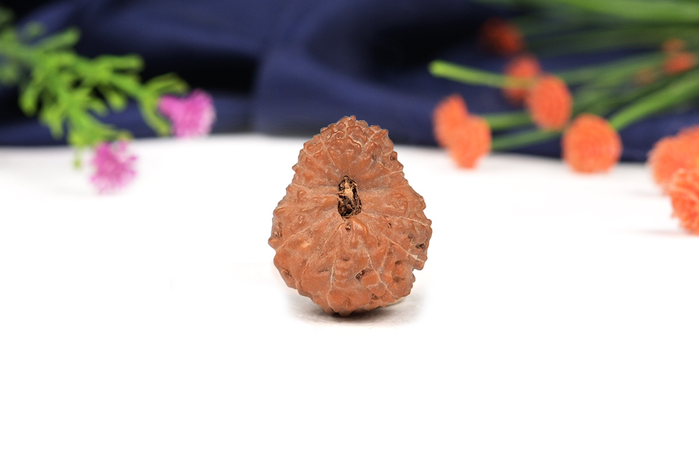 Seventeen Mukhi from Java Indonesia