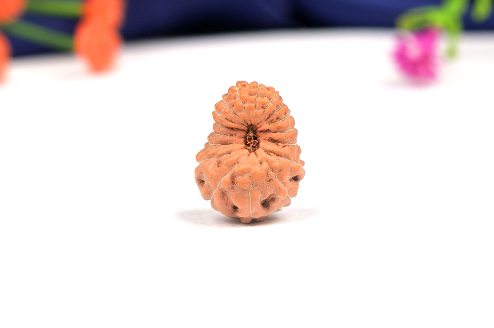 Seventeen Mukhi from Java Indonesia