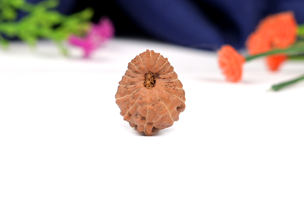 Seventeen Mukhi from Java Indonesia
