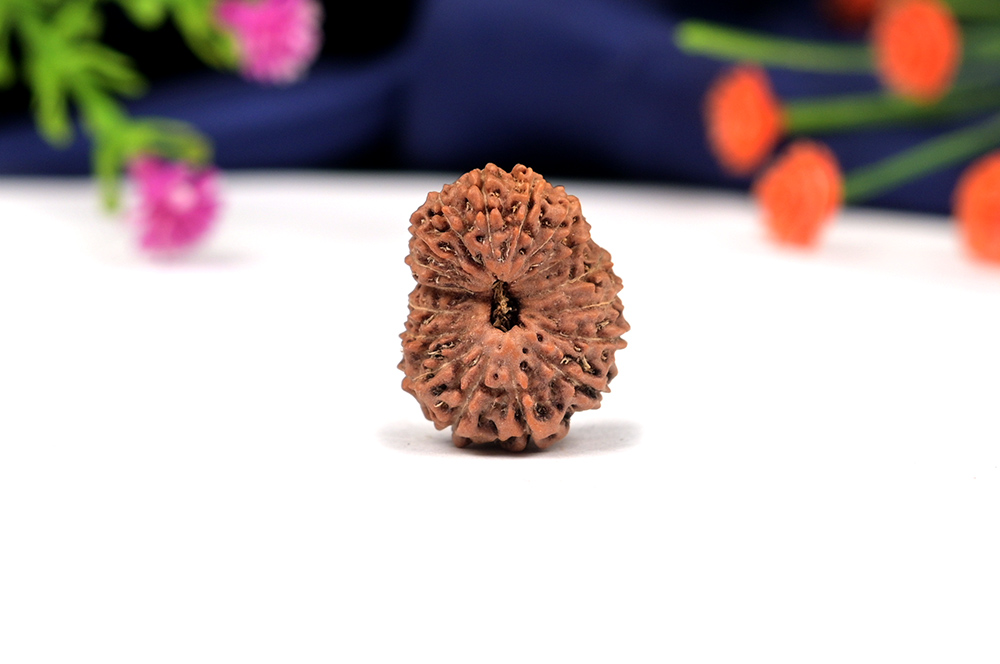 Seventeen Mukhi from Java Indonesia Large