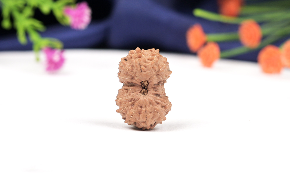 Seventeen Mukhi from Java Indonesia Large