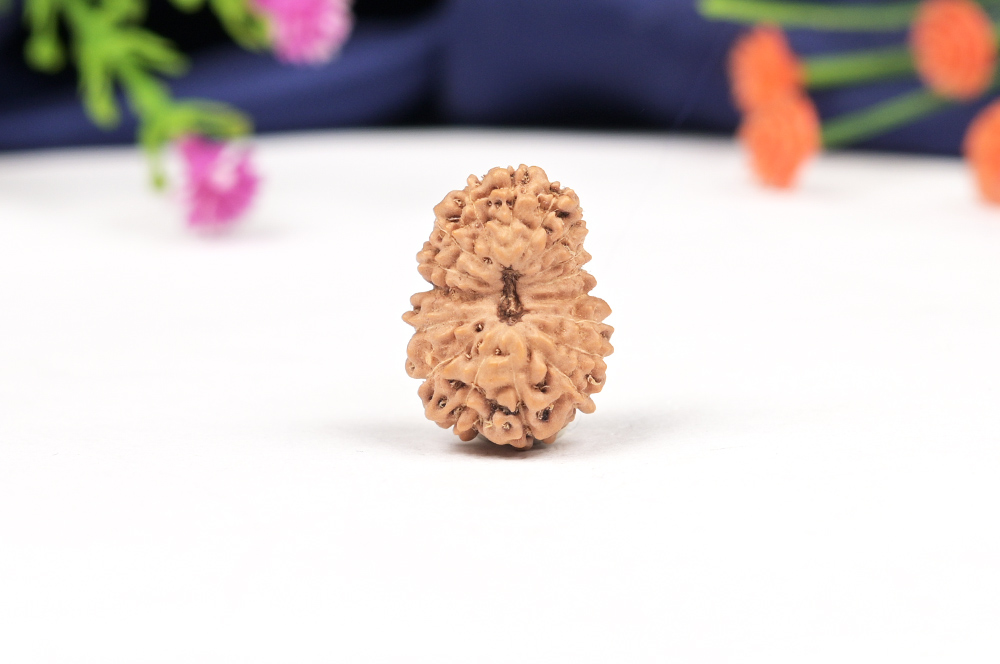 Seventeen Mukhi from Java Indonesia Large