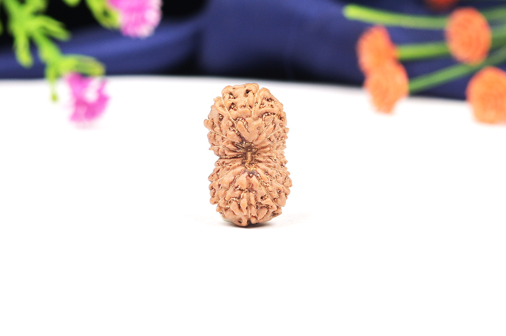 Seventeen Mukhi from Java Indonesia Large