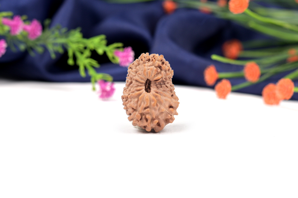 Seventeen Mukhi from Java Indonesia Large