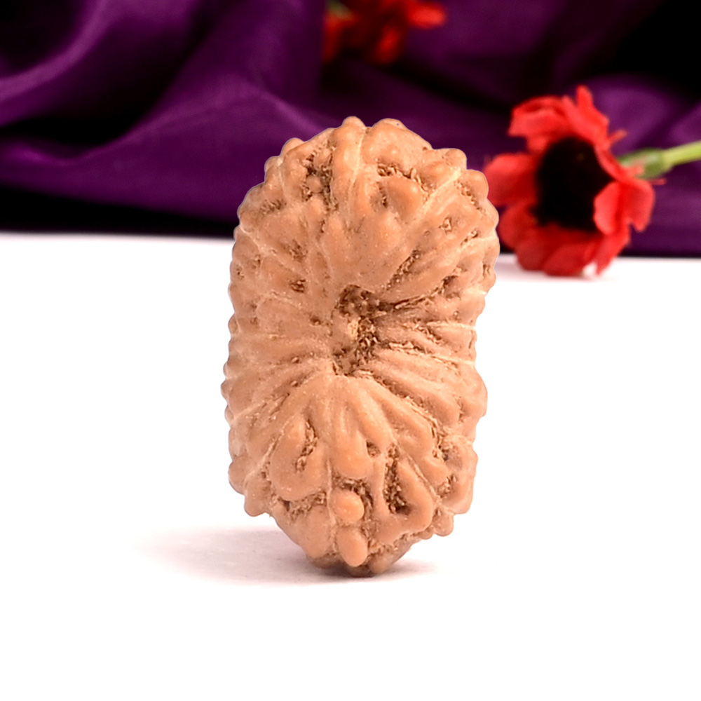 17 Mukhi from Java Indonesia Small