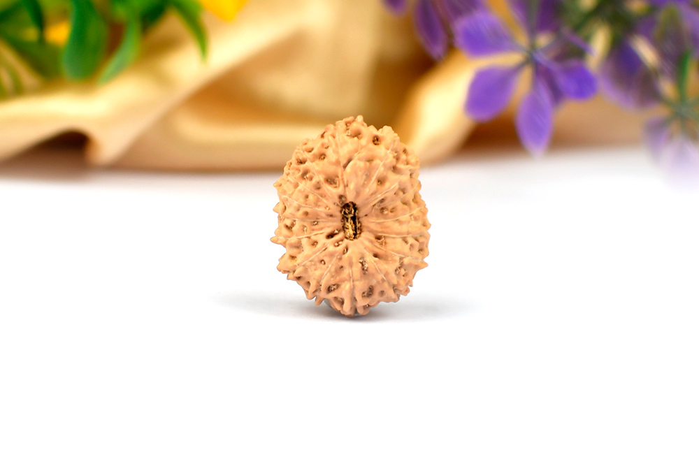 Collector Sixteen Mukhi From Java