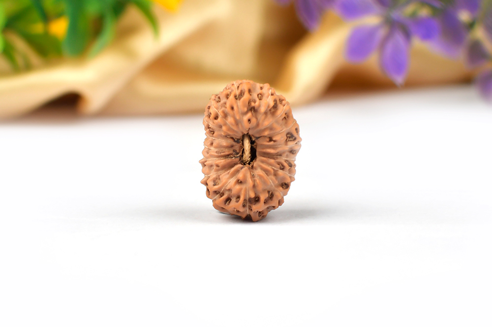 Collector Sixteen Mukhi From Java