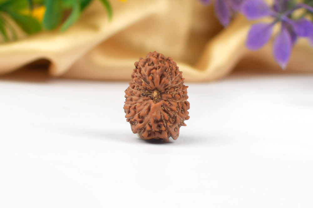 Sixteen Mukhi from Java Indonesia Large