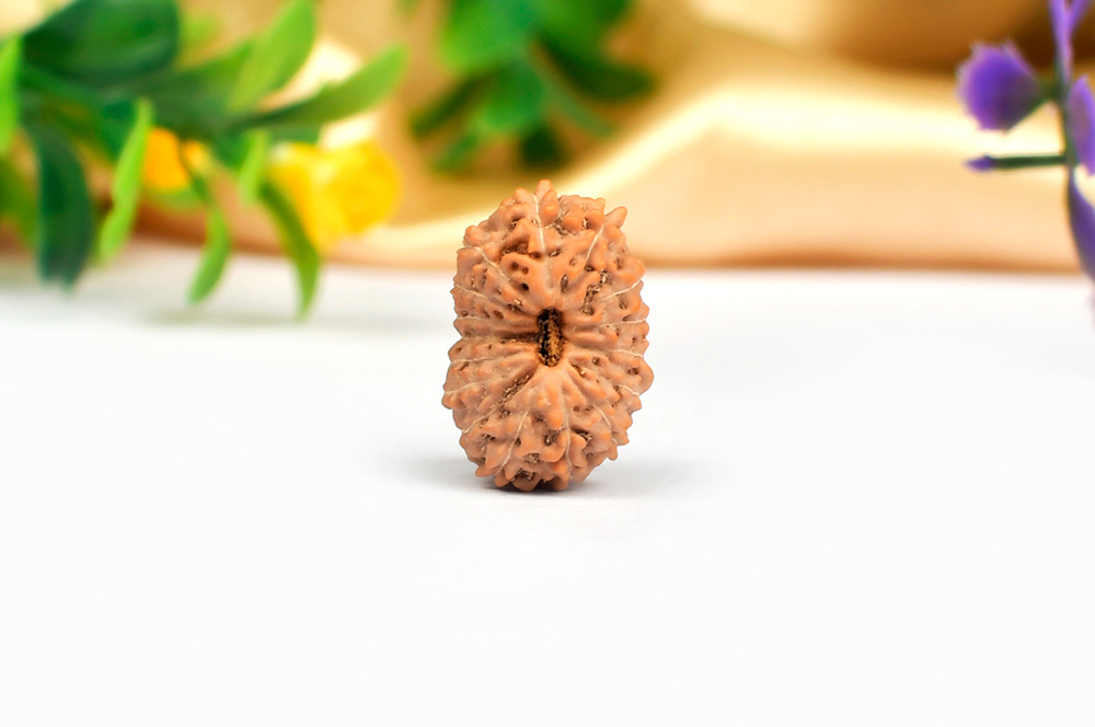 Sixteen Mukhi from Java Indonesia