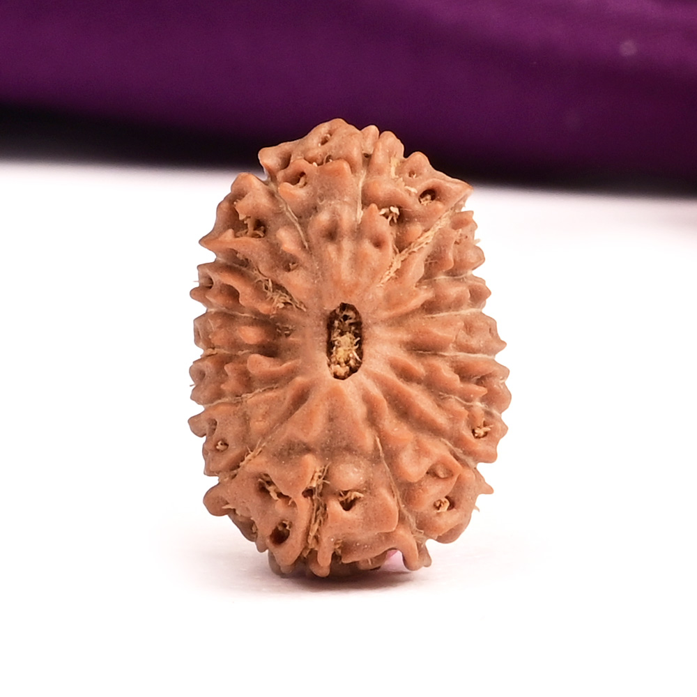 15 Mukhi from Java Indonesia XCVII