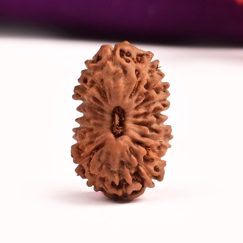 18 Mukhi from Java Indonesia Small