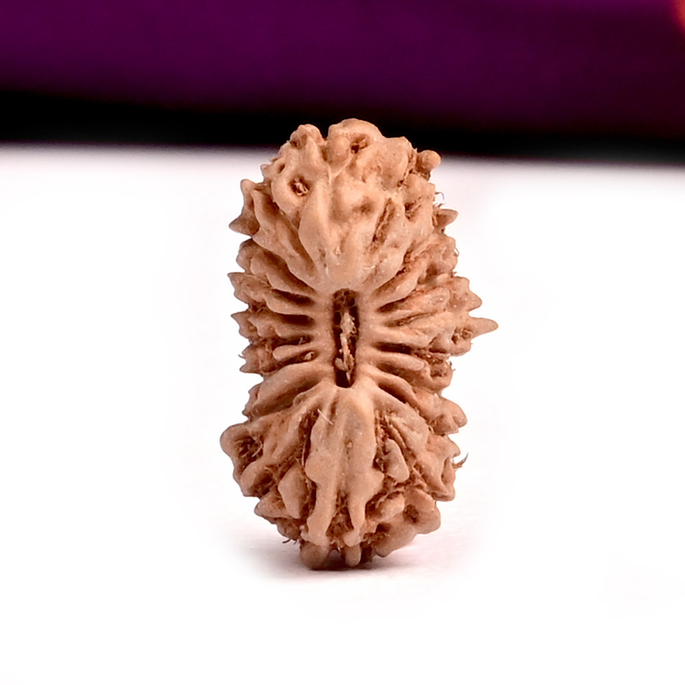 18 Mukhi from Java Indonesia Small CLXV