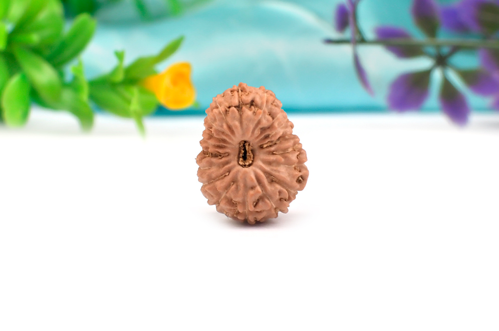 18 Mukhi from Java Indonesia - LXXIX