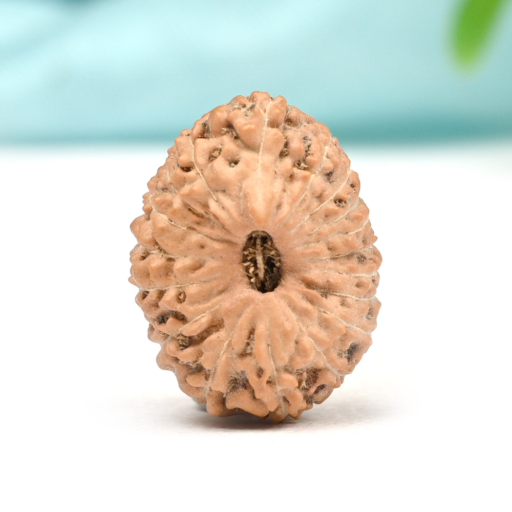 Eighteen Mukhi from Java Indonesia XXVII