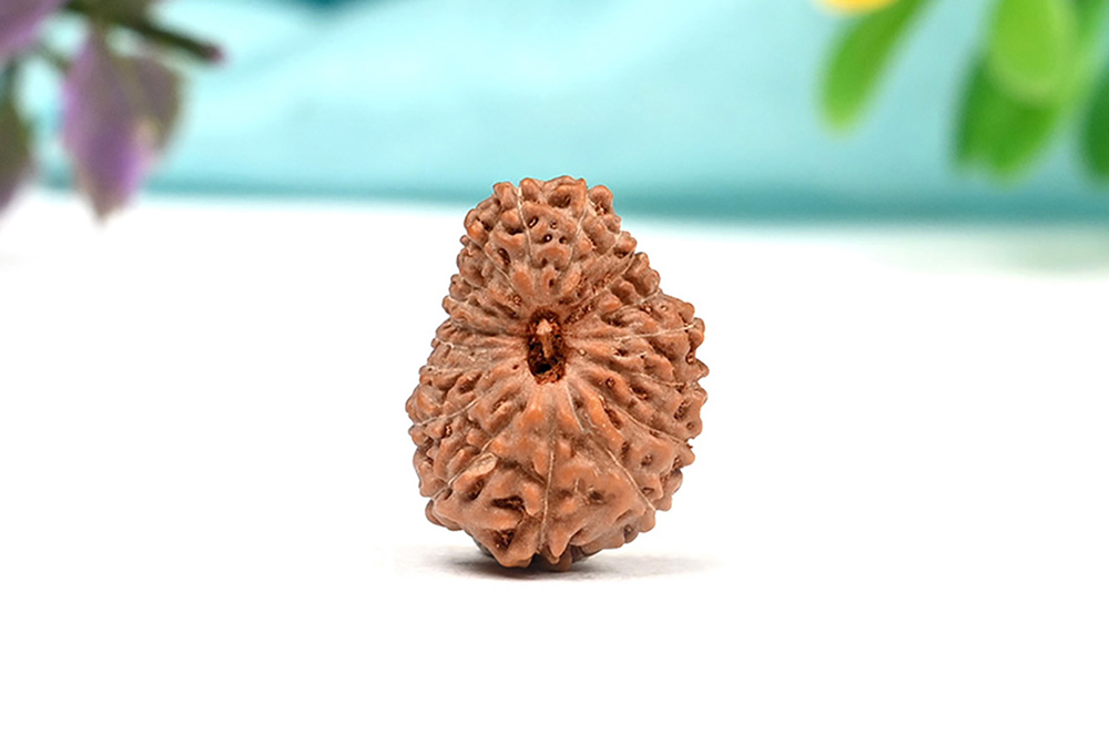 Eighteen Mukhi from Java Indonesia XIII
