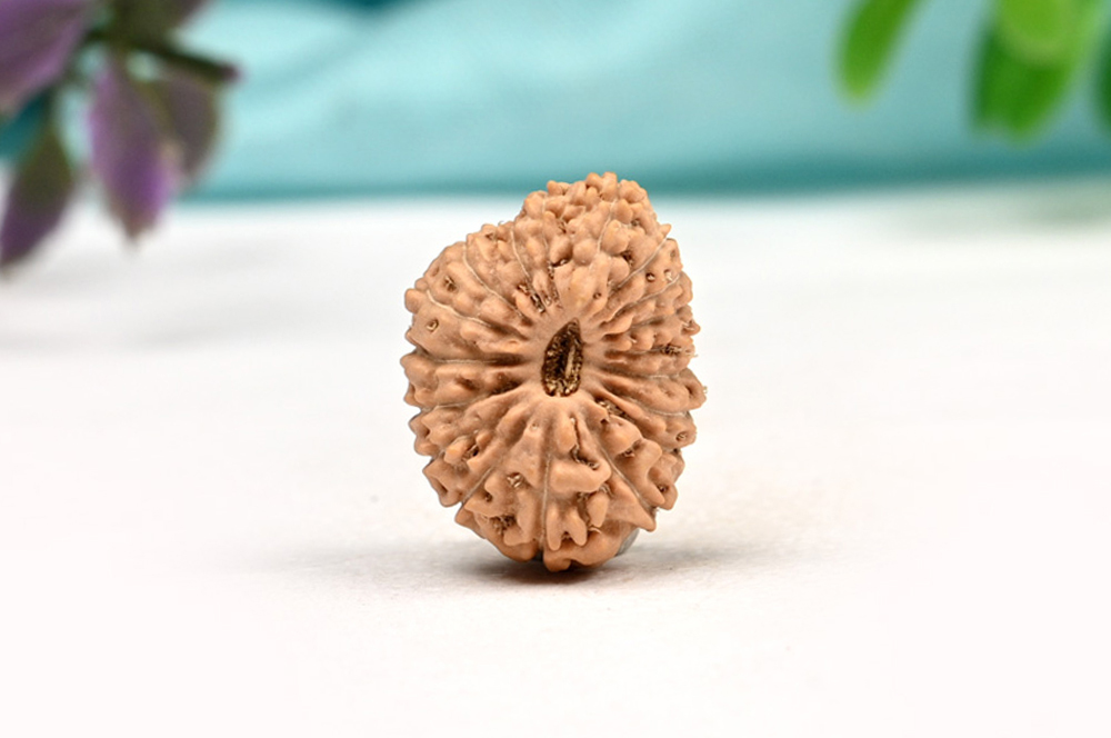 18 Mukhi from Java Indonesia Large - LXII