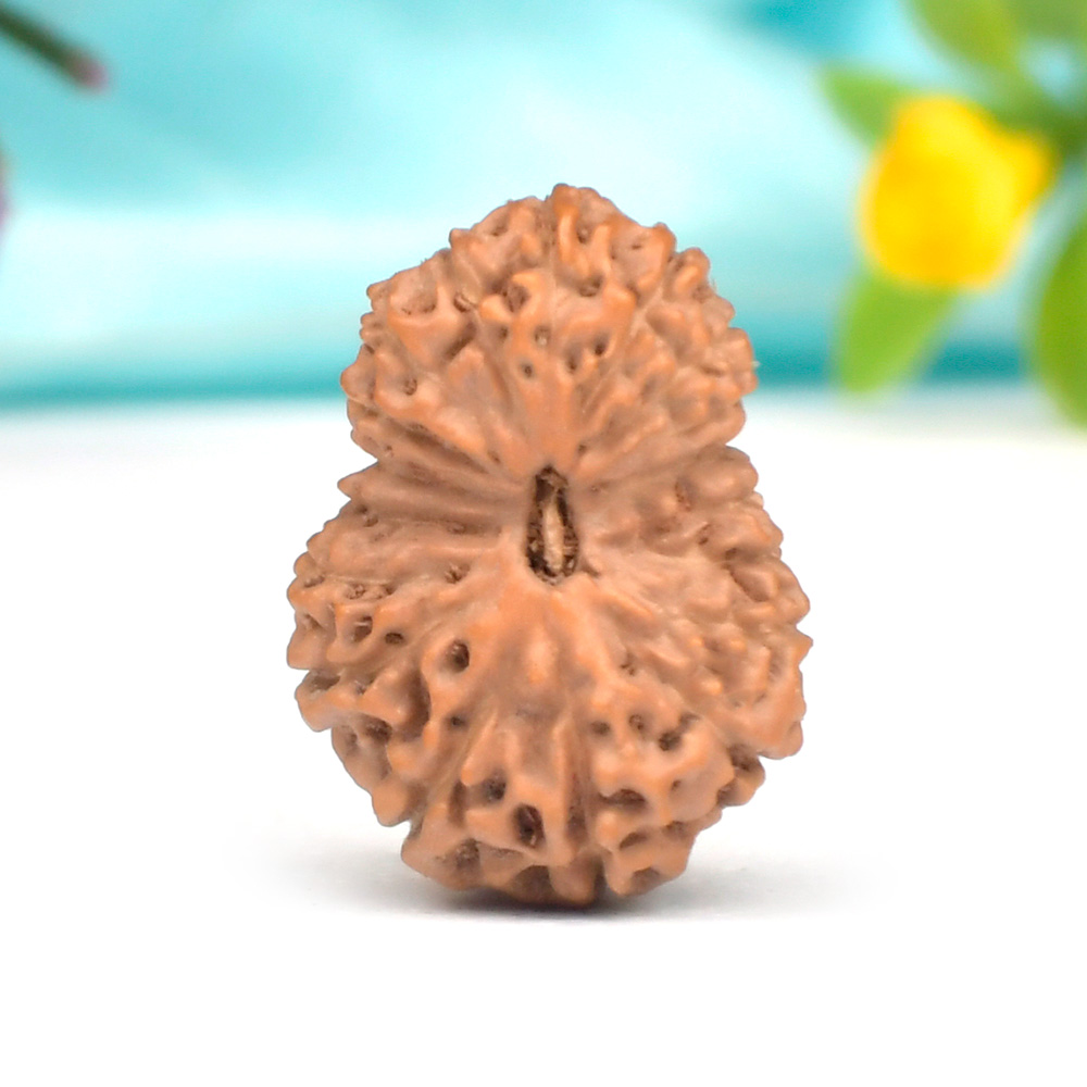 Collector Eighteen Mukhi from Java Indonesia IX