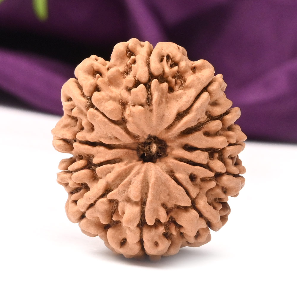 Collector 11 Mukhi from Nepal - LXVIII