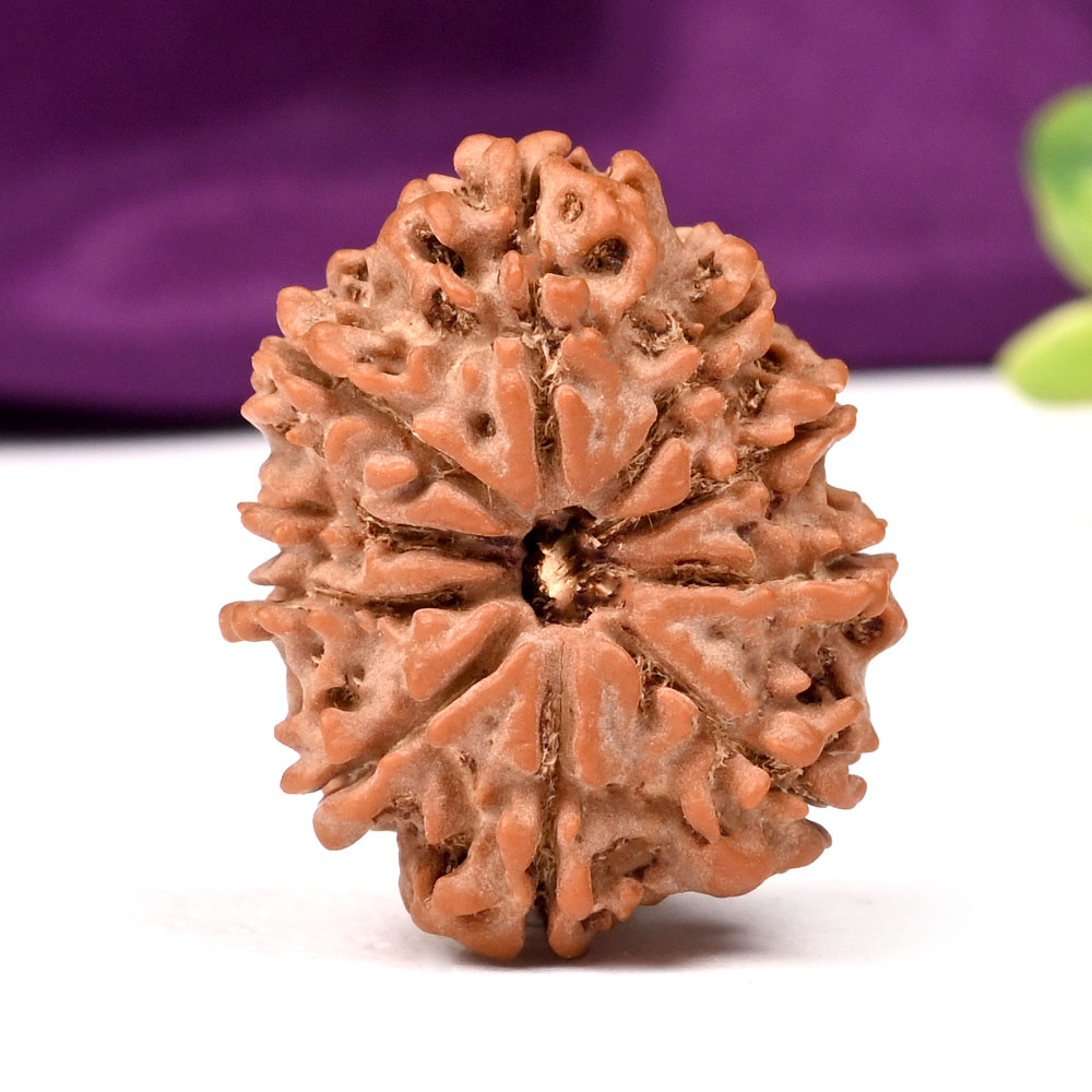 10 Mukhi from Nepal Large - CXXVI