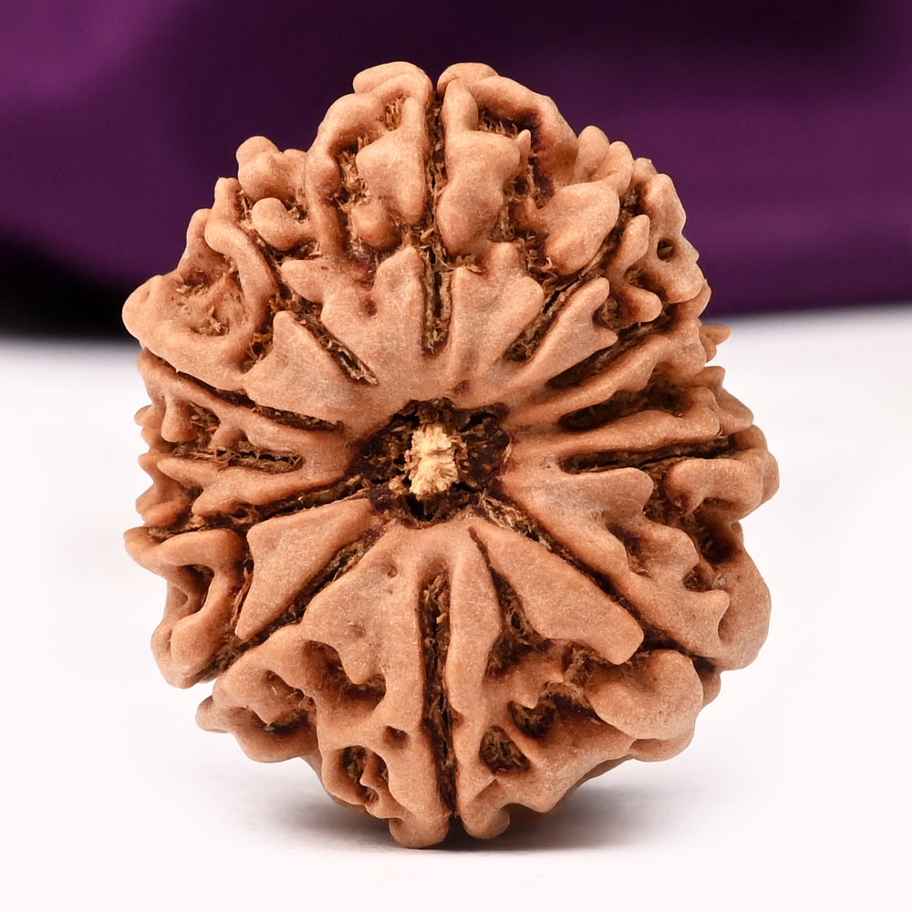 12 Mukhi from Nepal Large - LXXIX