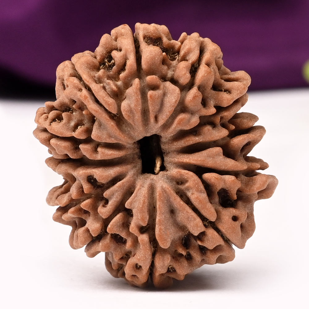 12 Mukhi from Nepal Large - LXXXI