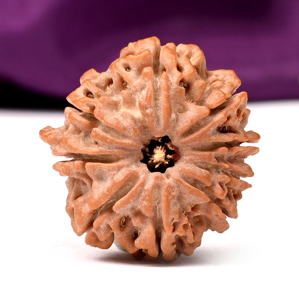 Ganesh Rudraksha 9 Mukhi from Nepal - VIII