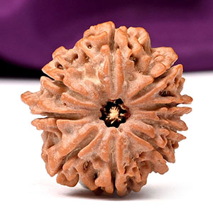 Ganesh Rudraksha 9 Mukhi from Nepal - VIII