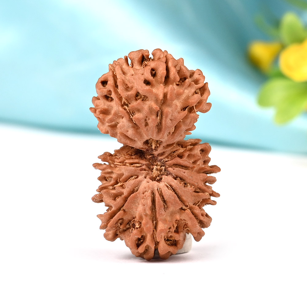 Collector Gauri Shankar 15 Mukhi from Nepal - X