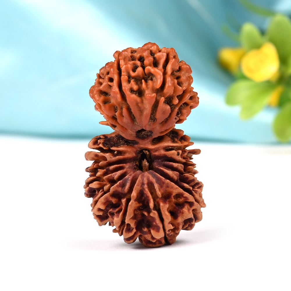 Collector Gauri Shankar 17 Mukhi from Nepal I