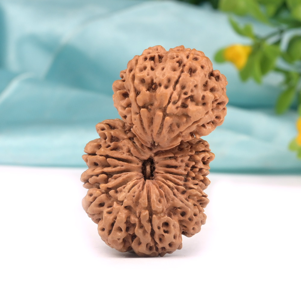 Super Collector Gauri Shankar 17 Mukhi from Nepal - I