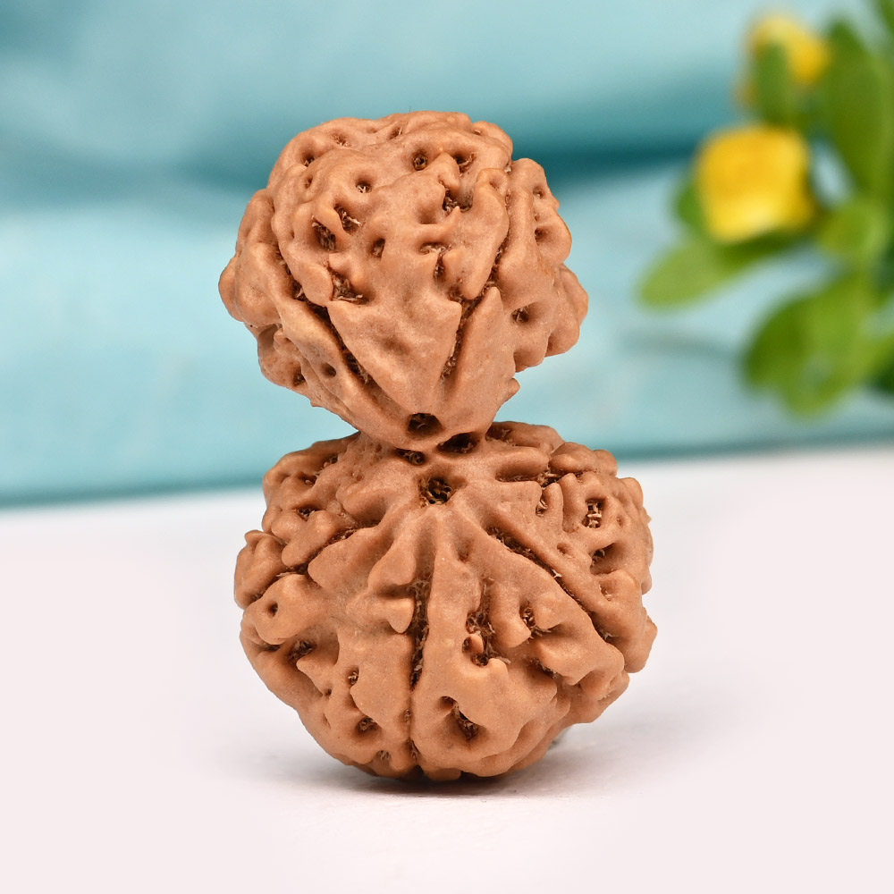 Gauri Shankar 6 Mukhi from Nepal X -Large