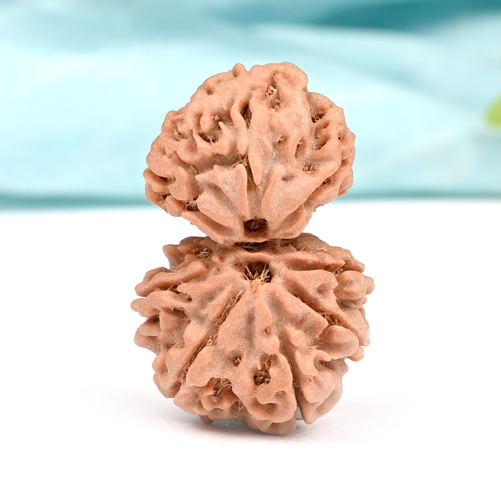 Gauri Shankar 8 Mukhi from Nepal VI -Large