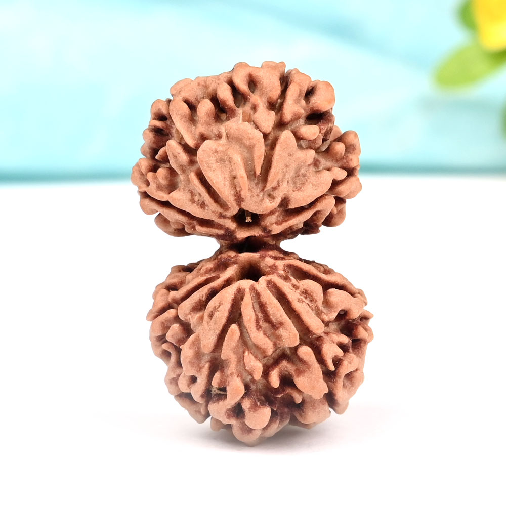 Gauri Shankar 8 Mukhi from Nepal -Regular