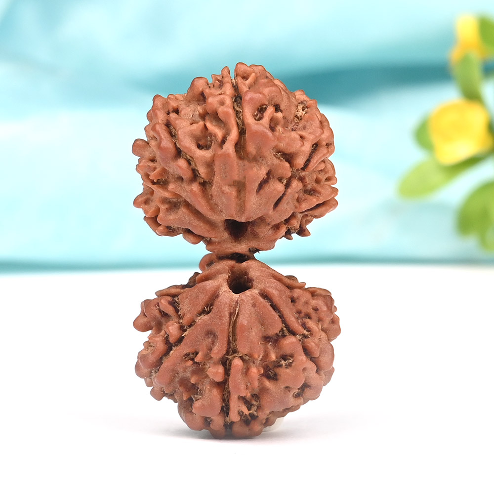 Gauri Shankar 11 Mukhi from Nepal -Large