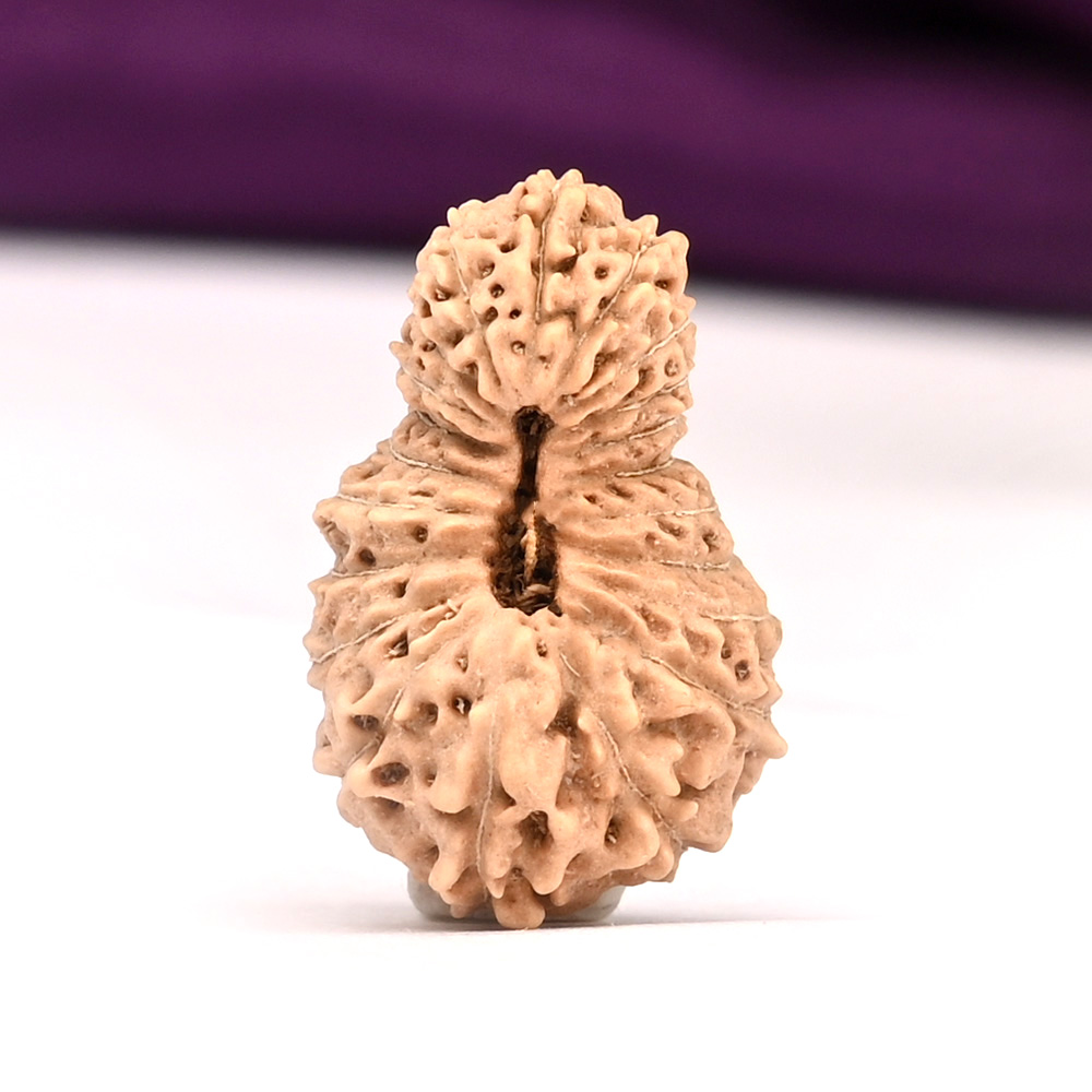 21 mukhi from Java Indonesia Large - X