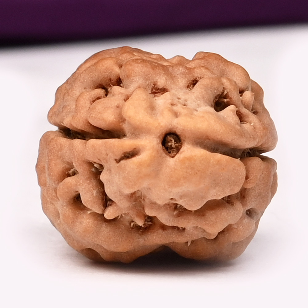 Super Collector 2 Mukhi from Nepal