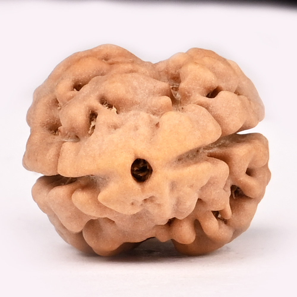 Super Collector 2 Mukhi from Nepal