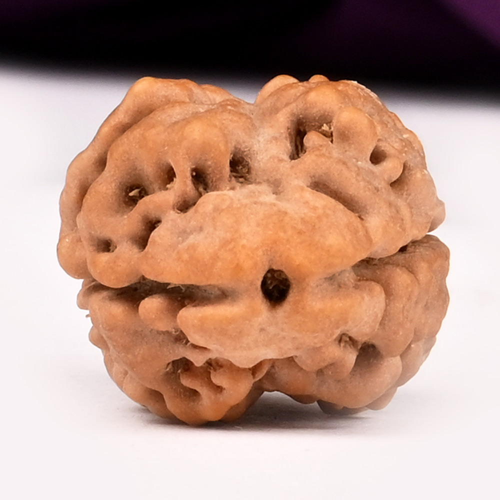 Super Collector 2 Mukhi from Nepal
