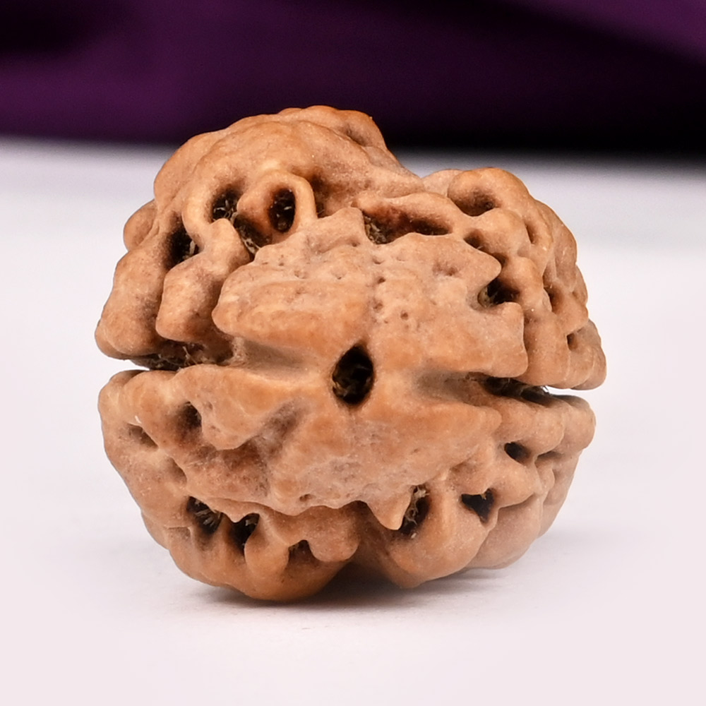 Super Collector 2 Mukhi from Nepal
