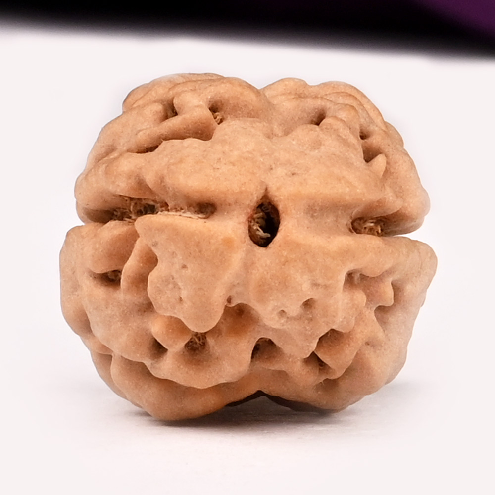 Super Collector 2 Mukhi from Nepal