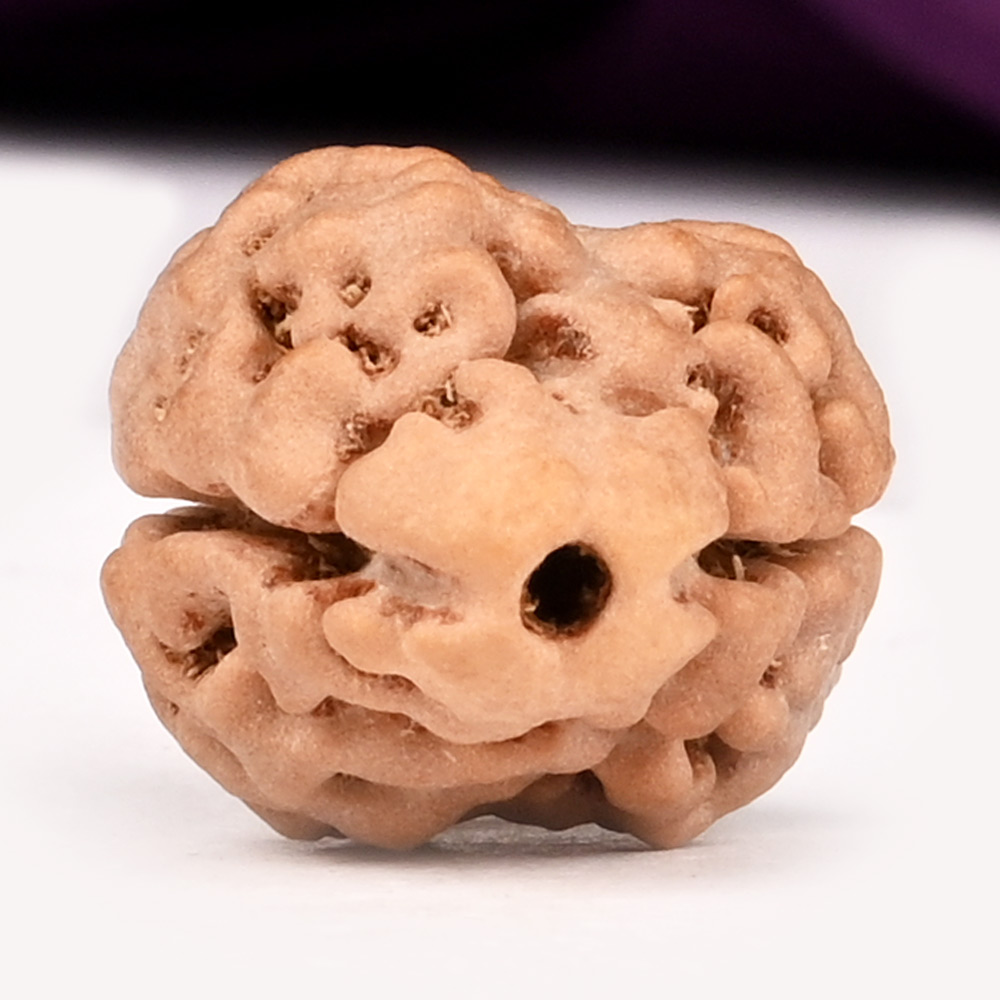 Super Collector 2 Mukhi from Nepal