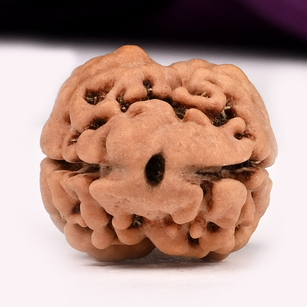 Super Collector 2 Mukhi from Nepal