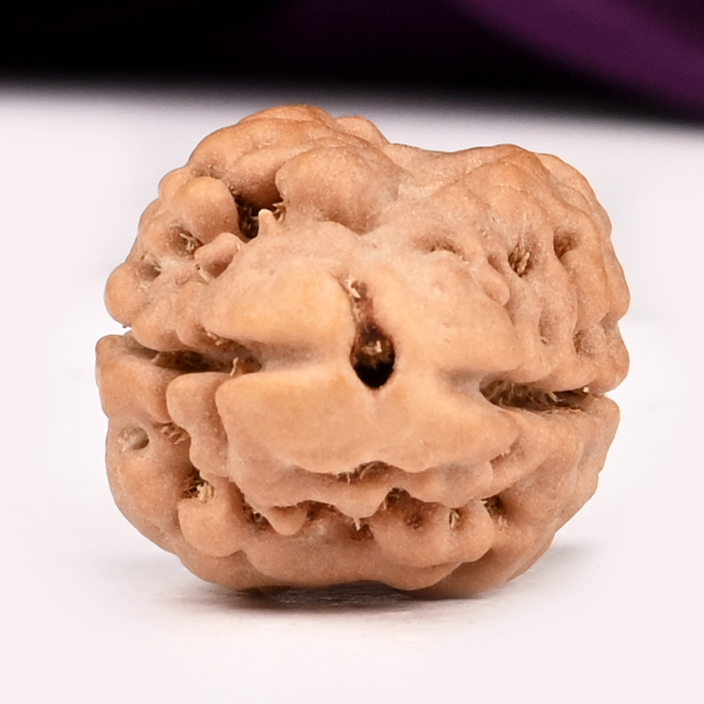 Super Collector 2 Mukhi from Nepal