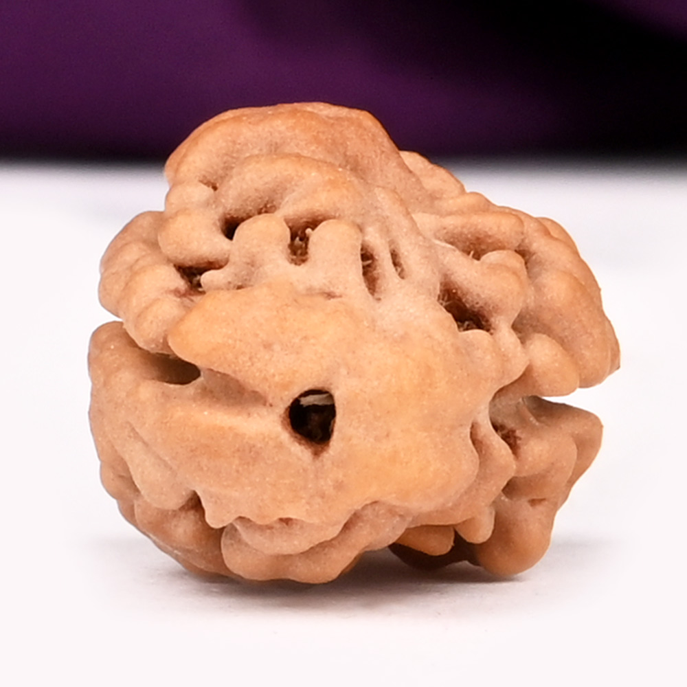 Super Collector 2 Mukhi from Nepal