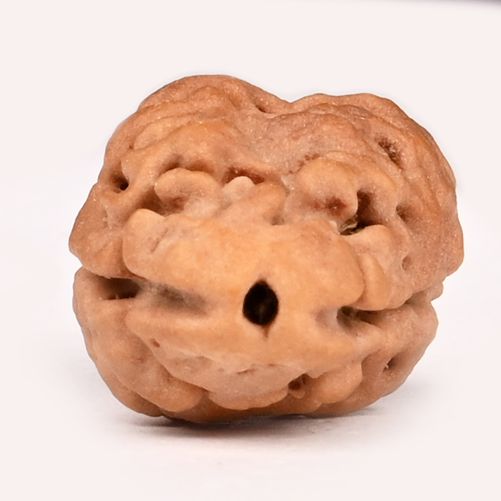Super Collector 2 Mukhi from Nepal