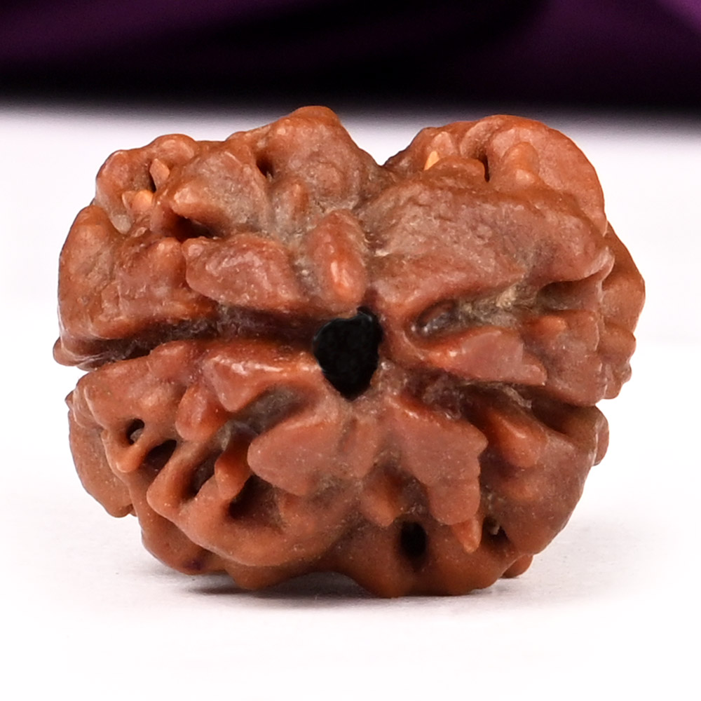 Collector 2 Mukhi from Nepal